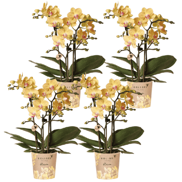 Blossom Lima – 4 stuks