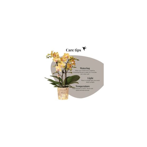 Vlinderorchidee Blossom Lima