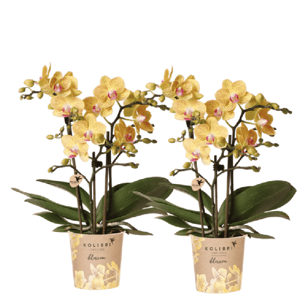 Blossom Lima – 2 stuks