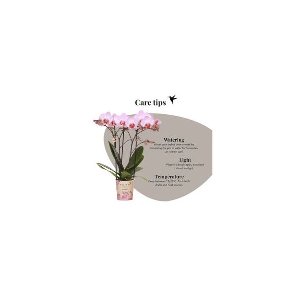 Vlinderorchidee Mineral Antwerpen