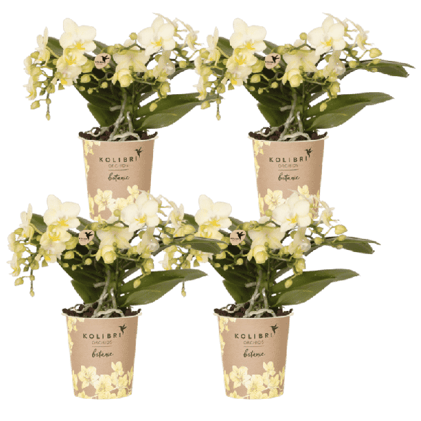 Botanic Yellow – 4 stuks