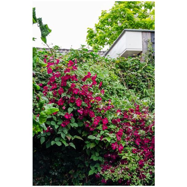 Clematis Rouge Cardinal in volle bloei met dieprode bloemen