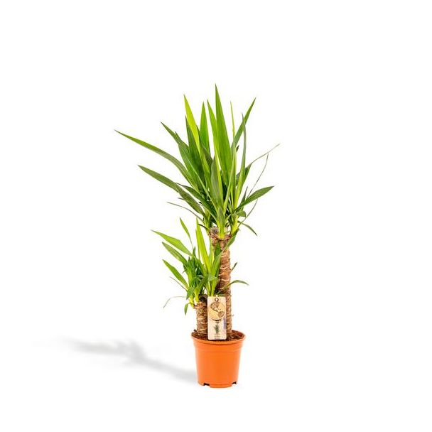 Yucca oder Palmlilie, pflegeleichte Zimmerpflanze - Ø17cm - ↕90cm (Yukka)