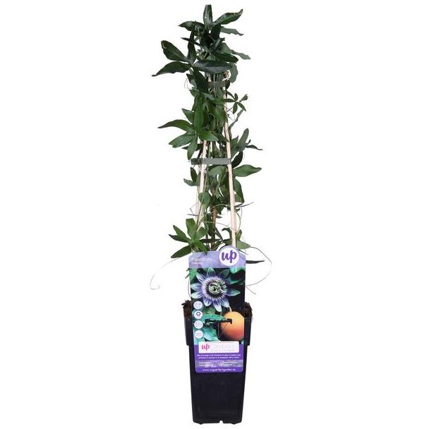 2 Stück Passionsblume, Farbe Weiß/Blau, Kletterpflanze, Passiflora caerulea - Ø 15 - Höhe 60-70 cm