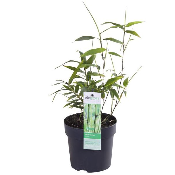 Phyllostachys  Bissetii  - Groene stam bamboe - Ø14cm - ↕100cm