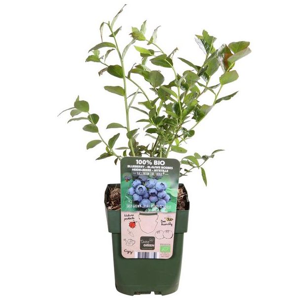 Blaubeere, Fruchtstrauch, Blütenfarbe creme/hellrosa, Beerenfarbe hellblau, Vaccinium corymbosum Reka - Blaubeere