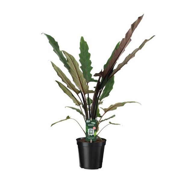 Elefantenohren, Exotische Grüne Pflanze, Einziges Blatt, Alocasia Lauterbachiana - Ø19cm - ↕80cm