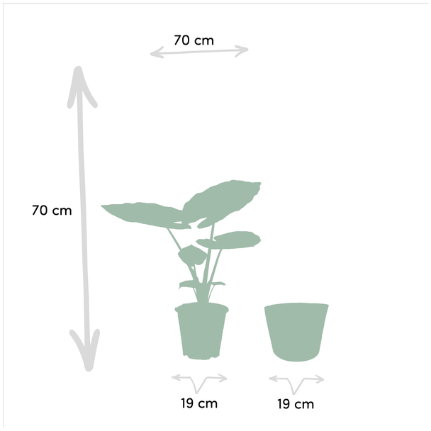 Alocasia Macrorrhiza 70 cm
