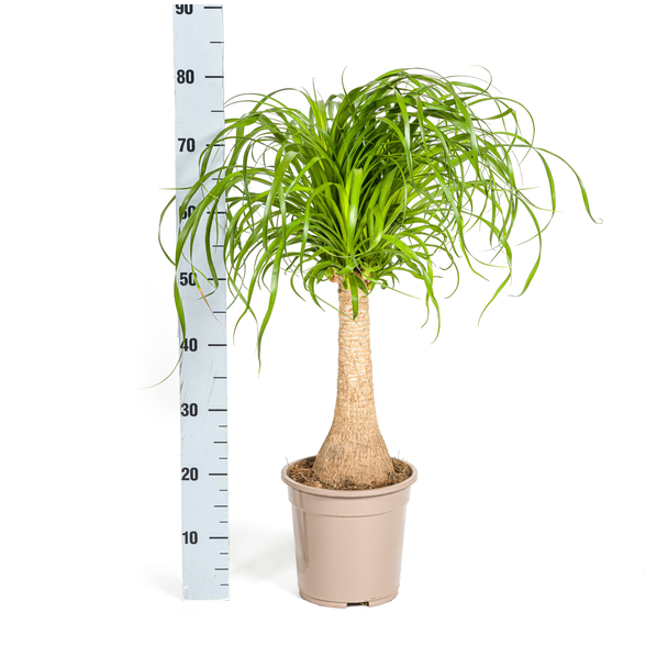 Olifantspoot Beaucarnea Recurvata 70 cm