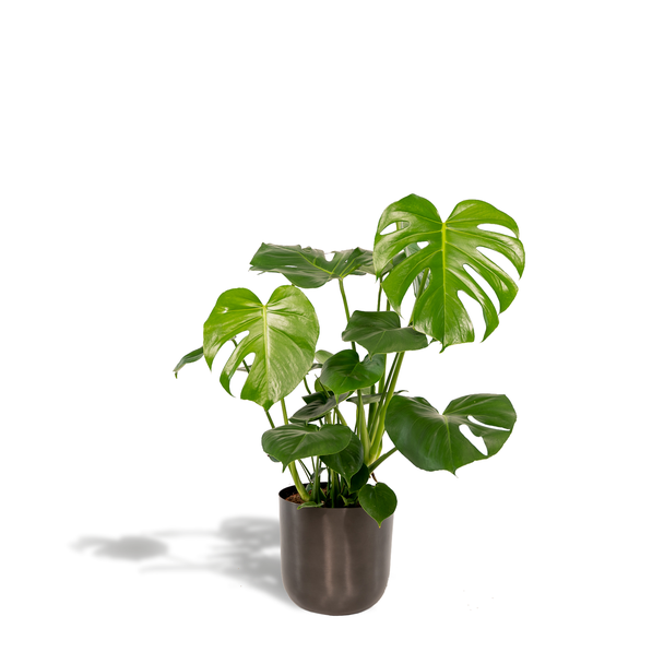 Die Fensterpflanze in einem Ziertopf, Grüne Zimmerpflanze, Tropisch, Monstera Deliciosa - ↨80cm - Ø21cm + Topf Mayk Lead