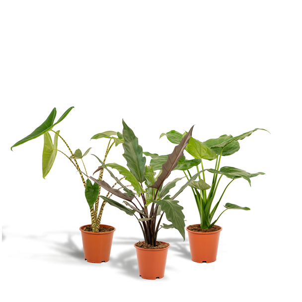 Bild
