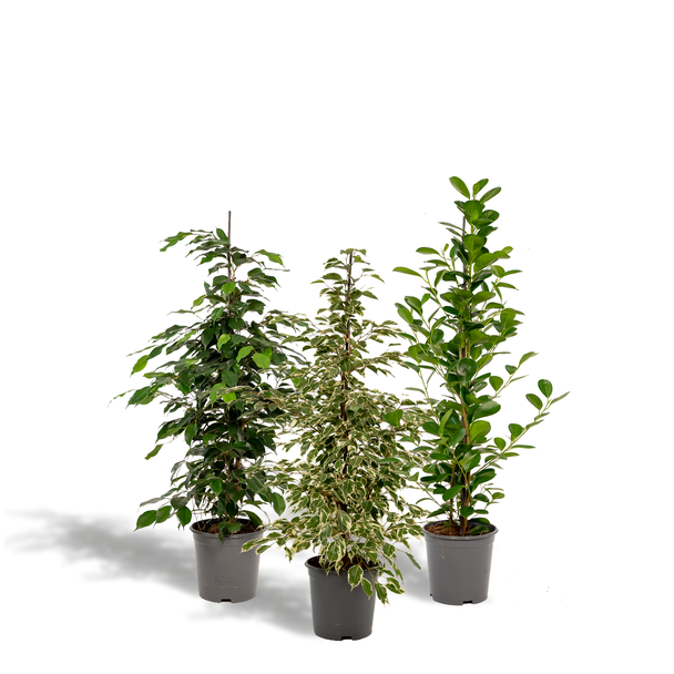 Ficus-Paket - 3 Feigenpflanzen im Set - Ficus Zimmerpflanzen grün - 95 cm - Ø21cm