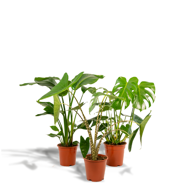 Fensterblatt - Ø21cm - ↕70cm