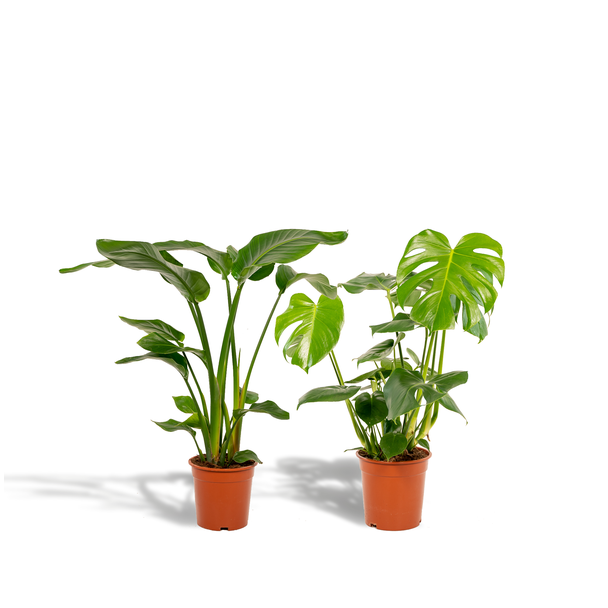 Weißer Paradiesvogel - Ø19cm - ↕85cm + Fensterblatt - Ø21cm - ↕75cm