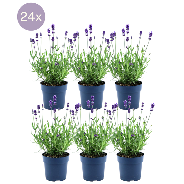 Lavendelpflanze, 24 Stück, Farbe Lila-Blau, Hecke, Lavandula angustifolia Felice® - Ø12 cm - ↕25 cm