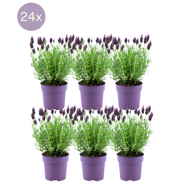 Der Haarschnittlavendel, 24 Stück, Farbe Lila/Veilchen, Gartenpflanzen, Hecke, Lavandula stoechas Anouk® - Ø12 cm - ↕25 cm