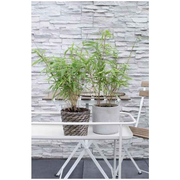 Fargesia rufa bamboe in sierpot op een terras, halfschaduw