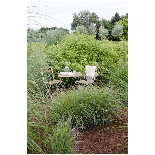 Set van 4 Fargesia rufa planten naast elkaar geplant als lage haag