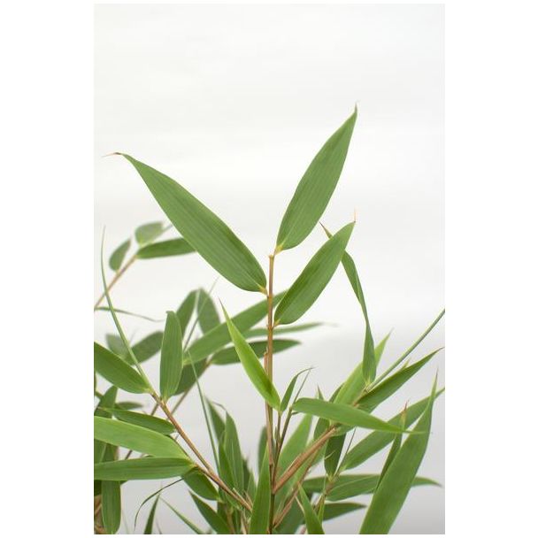 Fargesia rufa in pot Ø14 cm, hoogte 40 cm, close-up van bladstructuur