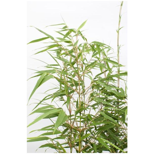 1, 2 of 3 Stuks Fargesia Rufa Bamboe ↨80cm – Ø23cm – Niet-Woekerend – Voor Tuin of Balkon