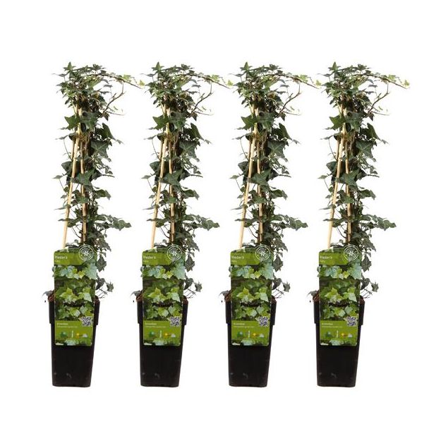 4x - Efeu, Hedera helix - ↨65cm - Ø15