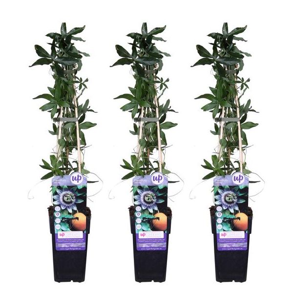 3x - Passionsblume, Farbe Weiß, Blau, Lila, Passiflora caerulea - ↨65cm - Ø15