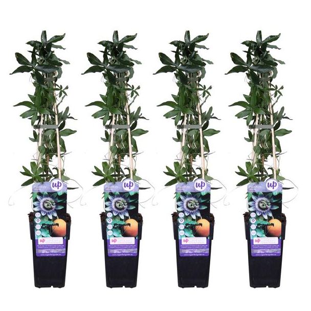 4x - Passionsblume, Farbe Weiß, Blau, Lila, Passiflora caerulea - ↨65cm - Ø15