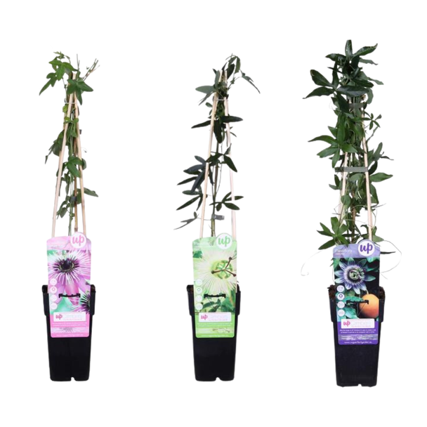 Die Passionsblume, Set von 3 Stück, 1x Weiß, 1x Rosa, 1x Lila, Exotische Blumen, Kletterpflanze, Tropische Sphären, Passiflora-Mix - ↨65cm - Ø15
