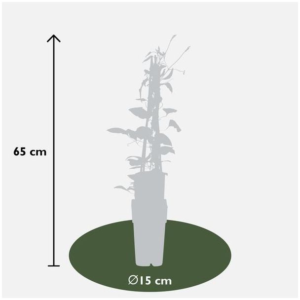 Clematis Rouge Cardinal afmeting blij levering