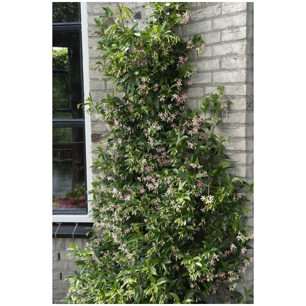 Trachelospermum Mix klimplant met bloemen in bloei