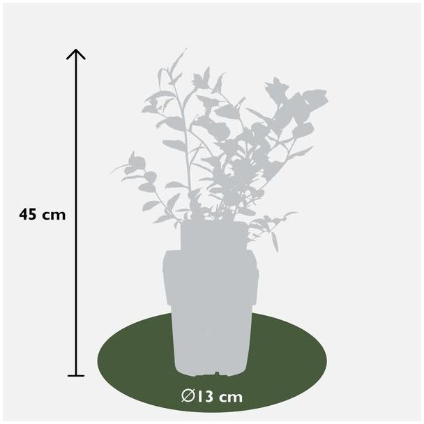 5 Stück, Blaubeere, Obststrauch, Blütenfarbe creme/hellrosa, Beerenfarbe hellblau, Vaccinium corymbosum Reka - ↨45cm - Ø13
