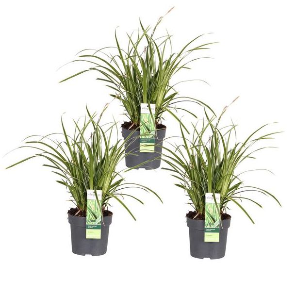 Buntes Ziergras, 3 Stück, Strauch, Farbe Grün mit Creme, Carex morrowii Ice Dance - ↨30cm - Ø14
