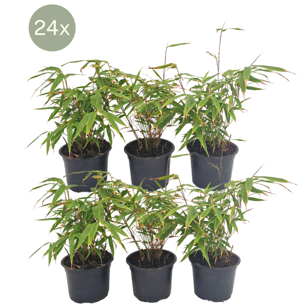 24x Fargesia rufa, nicht wuchernd, polsterförmiger Bambus, grün, Hecke, ↨25cm - Ø13, nicht vermehrend