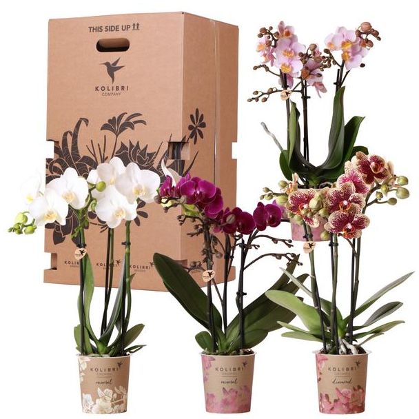 Geschenkbox - 4 verschiedene Orchideen, Überraschungsbox, originelles Geschenk, frisch vom Gärtner