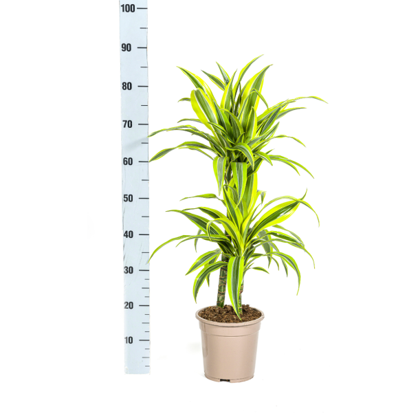 dracaena-lemon-lime-70-90cm
