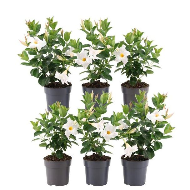 Set von 6 Stück Mandevilla, Trompetenblütige Kletterpflanze, Farbe Weiß, Terrassenpflanze, Balkonpflanze, Einjährige Pflanze, Mandevilla weiß Ø12 cm - ↕25 cm