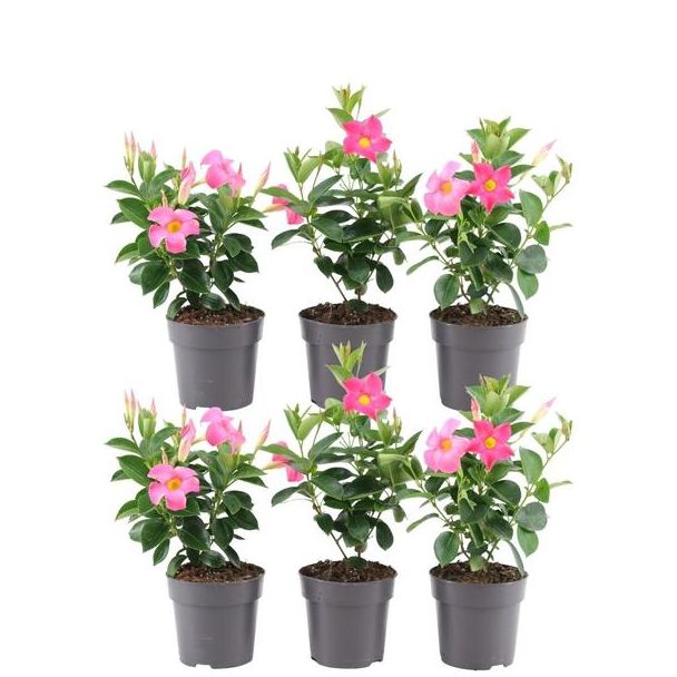 Set von 6 Mandevilla, Trompetblütige Kletterpflanze, Farbe rosa, Terrassenpflanze, Balkonpflanze, einjährige Pflanze Mandevilla Sundaville Double Blush Pink auf Rankhilfe (Dipladenia) - Ø14cm - ↕40cm