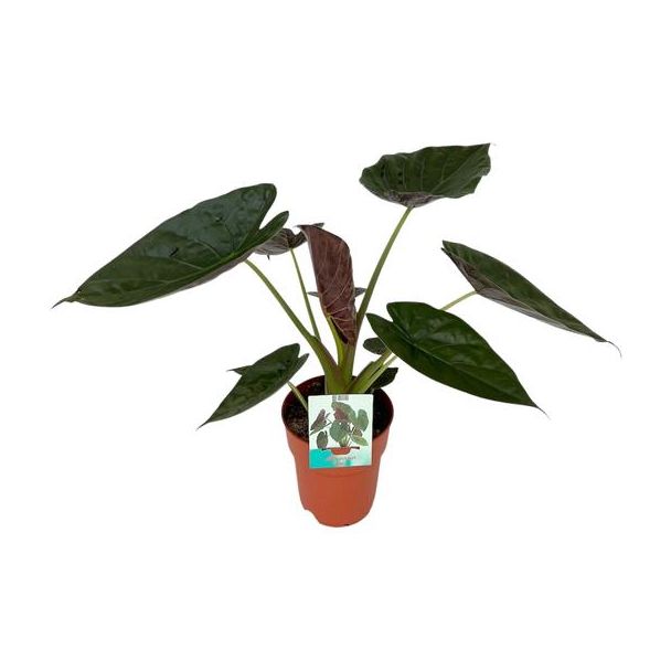 Elefantenohren, Alocasia Wentii, Grüne Pflanze, Tropisch, Ø19cm - ↕85cm