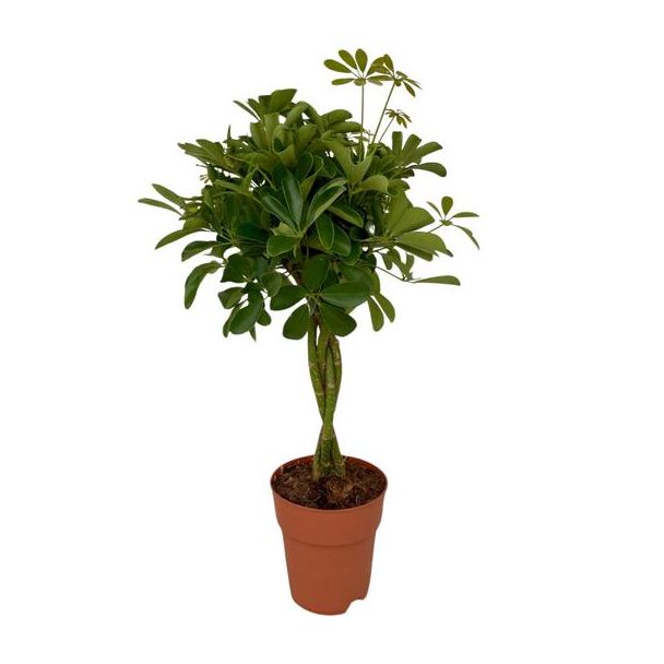 Regenschirmpflanze, Grüne Pflanze, Schefflera Compacta Ø19 - 80cm hoch