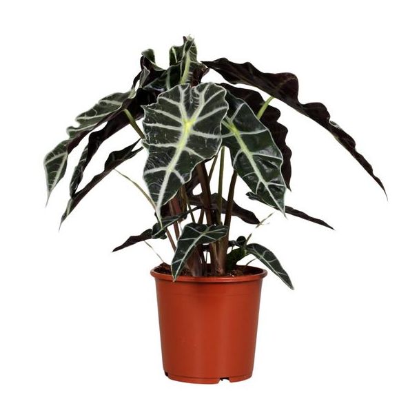 Elefanten Ohr, Grüne Pflanze, Tropisch, Charakteristisches Blatt, Alocasia Polly - Ø17cm - ↕45cm