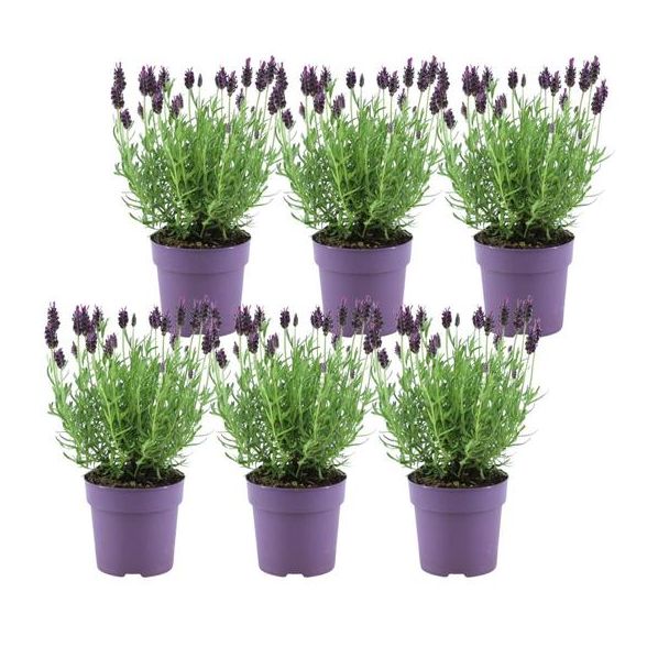 Set von 6 Kamm-Lavendel, Farbe Lila/Rot, Gartenpflanzen, Hecke, Lavandula stoechas Anouk® - 12 cm Topf
