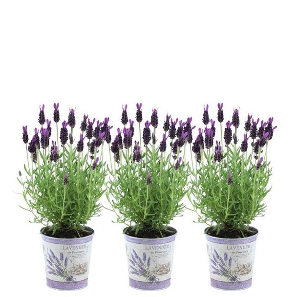 Set von 3 Kamm-Lavendel in Zierpot, Farbe Lila/Violett, Gartenpflanzen, Terrassenpflanze, Balkonpflanze, Lavandula stoechas Anouk® - 12 cm Topf