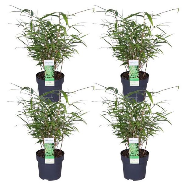 Set van 4 Fargesia rufa planten