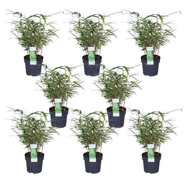 Set van 8 Fargesia rufa planten