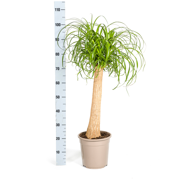 . Olifantspoot Beaucarnea Recurvata 90 cm