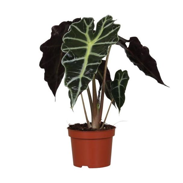 Elefantenohr, Grüne Pflanze, Tropisch, Charakteristisches Blatt, Alocasia Polly - Ø12cm - ↕30cm