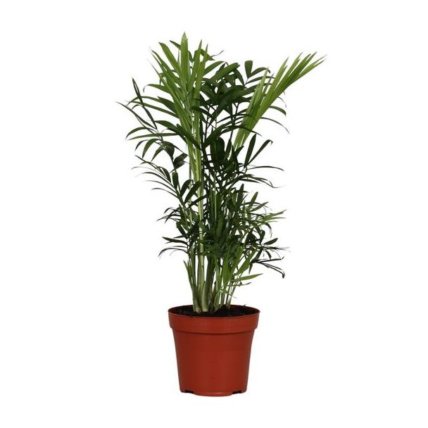 Mexikanische Zwergpalme, Zimmerpflanze, Palme, Chamaedorea elegans - Ø12cm - ↕40cm