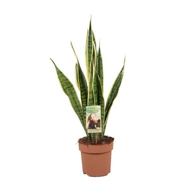 Schwiegermutterzunge, Goldrandpflanze, Schwertförmiges Dunkelgrünes Blatt mit Gelbem Rand Sansevieria Laurentii - 60cm - ø17