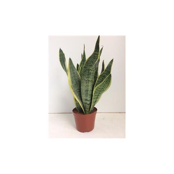 Schwiegermutterzunge, Ziegenschwanz, Schwertförmiges Dunkelgrünes Blatt mit Streifen, Sansevieria Futura Superba - Ø14 ↕40