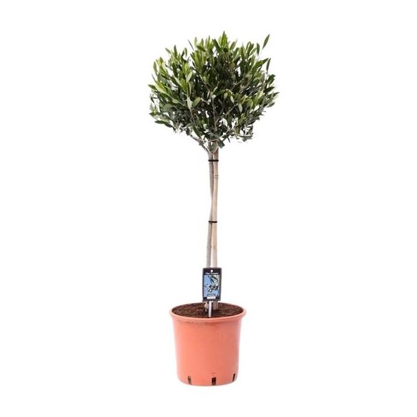 Olivenbaum auf Stamm, Olea Oliva - Ø22cm - ↕100cm